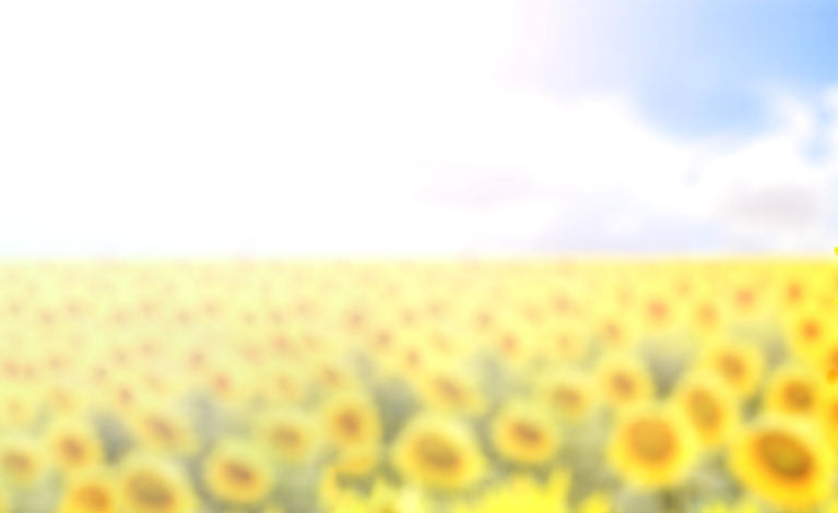 Summer Sale - Up to 50% off (Field of sunflowers)